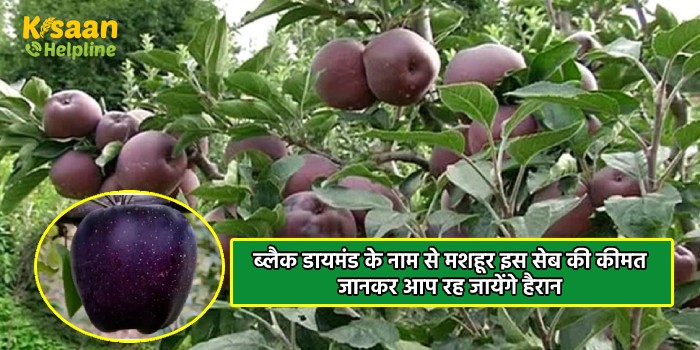 ब्लैक डायमंड के नाम से मशहूर इस सेब की कीमत जानकर आप रह जायेंगे हैरान